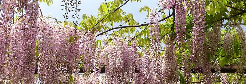 Wisteria